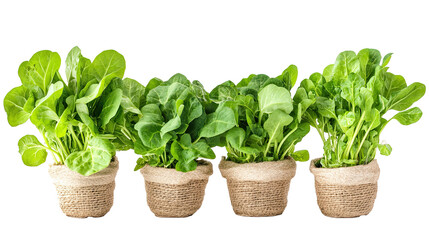 Naklejka premium Watercress leaves bunches isolated on white transparent background