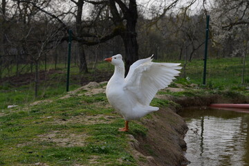 White Domestic Geese Grazing and Bathing. Authentic, unedited documentary photograph of white domestic geese engaged in natural behaviors - grazing and bathing.