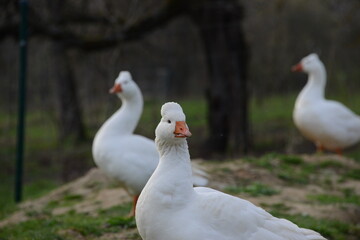 White Domestic Geese Grazing and Bathing. Authentic, unedited documentary photograph of white domestic geese engaged in natural behaviors - grazing and bathing.