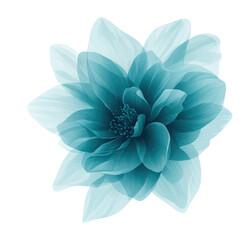 Obraz premium A beautiful, translucent blue flower with layered petals creates delicate and ethereal appearance, showcasing nature elegance and intricate design