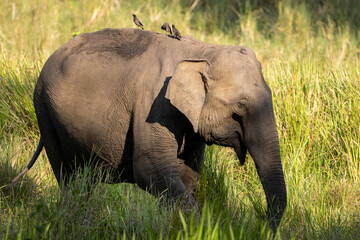 Fototapeta premium A Young Elephant roams in a grassland patch of Nagarhole National Park (India)