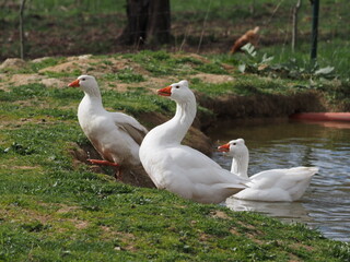 White Domestic Geese Grazing and Bathing. Authentic, unedited documentary photograph of white domestic geese engaged in natural behaviors - grazing and bathing.