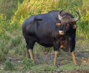 Gaur (Indian Bison) photographed in Nagarhole National Park, Karnataka, India