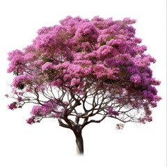 Obraz premium Beautiful Blooming Lagerstroemia Speciosa Tree with Pink and Purple Flowers on White Background for Garden Botany and Floral Beauty