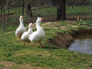 White Domestic Geese Grazing and Bathing. Authentic, unedited documentary photograph of white domestic geese engaged in natural behaviors - grazing and bathing.