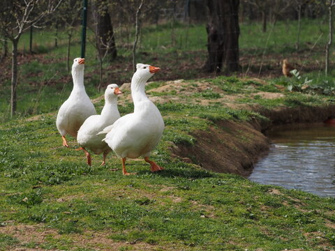 White Domestic Geese Grazing and Bathing. Authentic, unedited documentary photograph of white domestic geese engaged in natural behaviors - grazing and bathing.