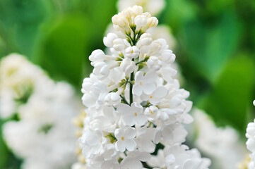 blooming white lilac - abstract background
