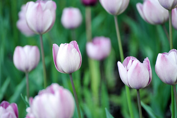 purple tulip background