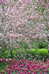 background of blooming trees and flowers