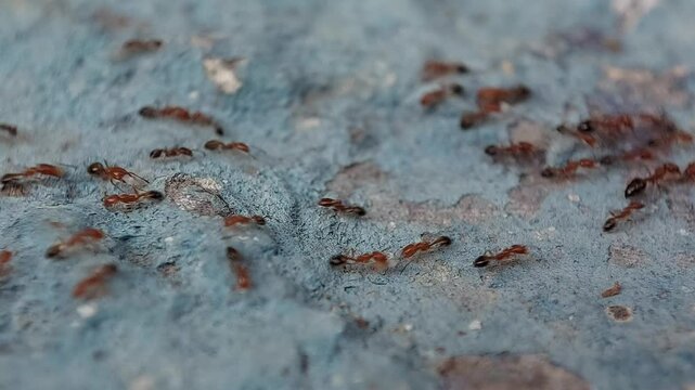 A group of red ants walking on the wall in the afternoon