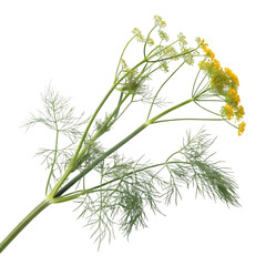 Fototapeta premium fennel branch on transparent background