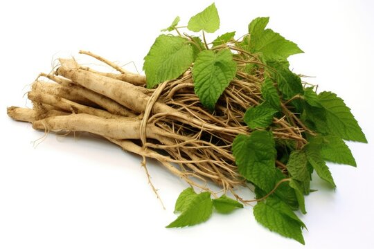 Dried Nettle Root for Healthy Hair: Urtica diocica Herbal Remedy on White Background