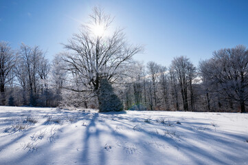 Zimowe drzewo w słoneczny dzień w Beskidach, Brenna