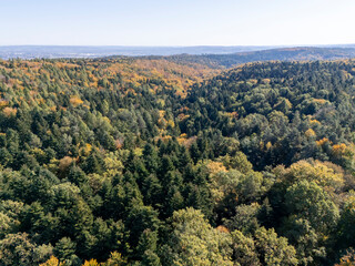 Fototapeta premium Stunning aerial view of a lush forest displaying vibrant autumn colors, showcasing a beautiful blend of green and yellow foliage. Perfect for nature and landscape themes.