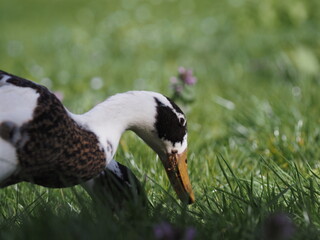 Speckled Indian Runner Ducks Grazing and Bathing. Authentic, unedited documentary photograph of speckled Indian Runner ducks in natural garden environment.