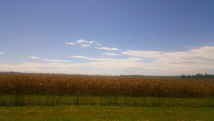 field of grass and sky