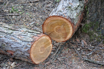 a sawn downed tree after a hurricane