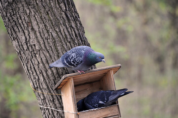 blue pigeons in a feeder