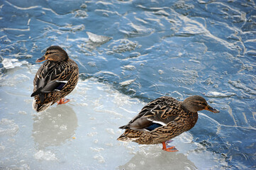 two ducks are standing on the edge of an ice floe
