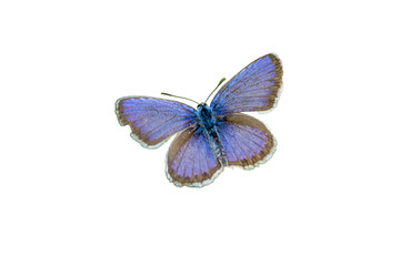 blue Lycaenidae butterfly isolated on transparent background