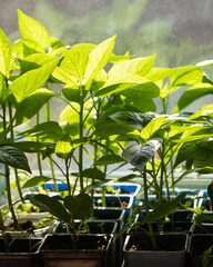Young pepper plants grown from seeds, growing in a container on the windowsill. Growing grass at home from seeds for transplanting