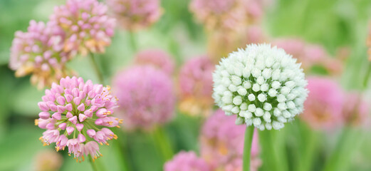 flower-bed in a garden. Allium flowers. Flower Head of an Allium flowers (Allium lusitanicum). close-up of Allium senescens ssp. montanum in bloom. 
