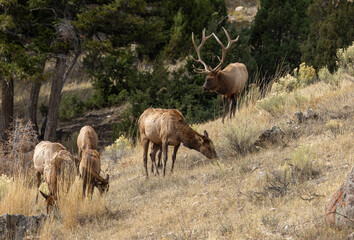 Bull and Cow Elk During the Fall Rut in Yellowstone National Park Wyoming