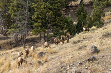 Bull and Cow Elk During the Fall Rut in Yellowstone National Park Wyoming