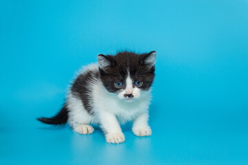 Small mongrel kitten of black and white color