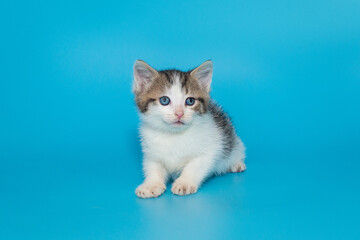 Small mongrel kitten of grey and white color