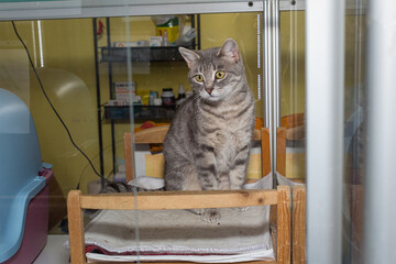 Sad stray cat in the glass enclosure