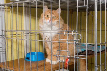 Beautiful red-haired cat in a cage of  shelter
