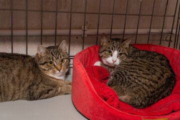 Two sad gray cats in a cage of a shelter.