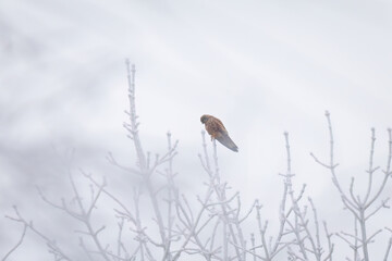 Winteraufnahme eines Turmfalken, beim Warten auf Beute.