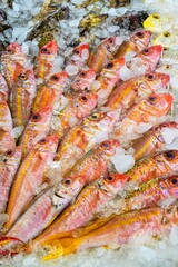 Red Sea Fish - Fish Market in Hurghada, Egypt