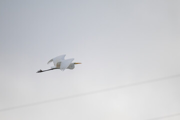 Aufnahme eines Silberreihers im Flug.