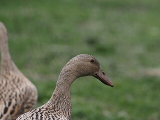 Indian Runner Ducks Grazing and Bathing. Authentic, unedited documentary photograph.