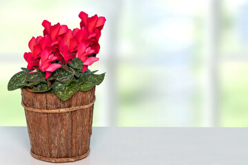 Decoration flower backgound. Closeup of a beautiful fresh blooming cyclamen in wooden vase on table over abstract blurred background. Template Valentine, Mother day or other festival.