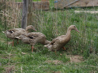 Indian Runner Ducks Grazing and Bathing. Authentic, unedited documentary photograph.