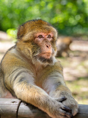 Fototapeta premium A Barbary macaque resting on a wooden railing in a natural setting.