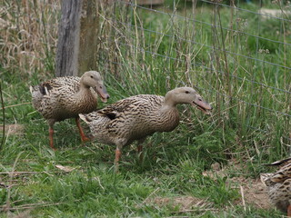 Indian Runner Ducks Grazing and Bathing. Authentic, unedited documentary photograph.
