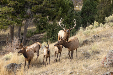 Bull and Cow Elk During the Fall Rut in Yellowstone National Park Wyoming