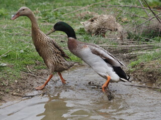 Indian Runner Ducks Grazing and Bathing. Authentic, unedited documentary photograph.