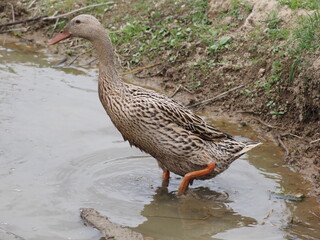 Indian Runner Ducks Grazing and Bathing. Authentic, unedited documentary photograph.