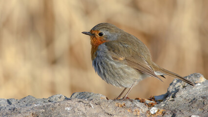 Fototapeta premium robin bird perching on a rock