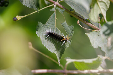 Moth caterpillar (Halysidota ruscheweyhi) eating a tree leaf.