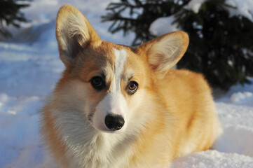 young Welsh corgi dog lies in the snow
