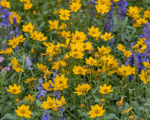 Whorled tickseed Grandiflora. Bright yellow flowers with a deeper yellow center. Square photo