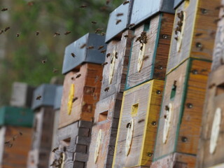 Beehives in Sunlight with Flying Bees, Spring Apiary Scene. Authentic, unedited documentary photograph of traditional beehives with active honey bees in flight.