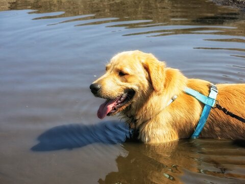 Happy Golden Retriever Pet Dog Wading in Water